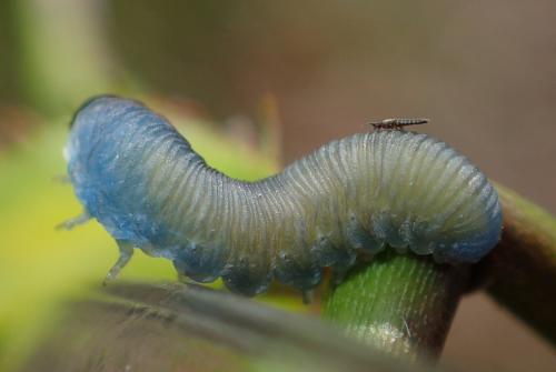 Athalia sp.